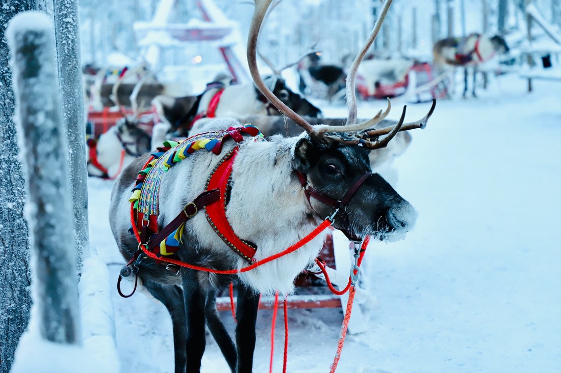 Navidad En Laponia